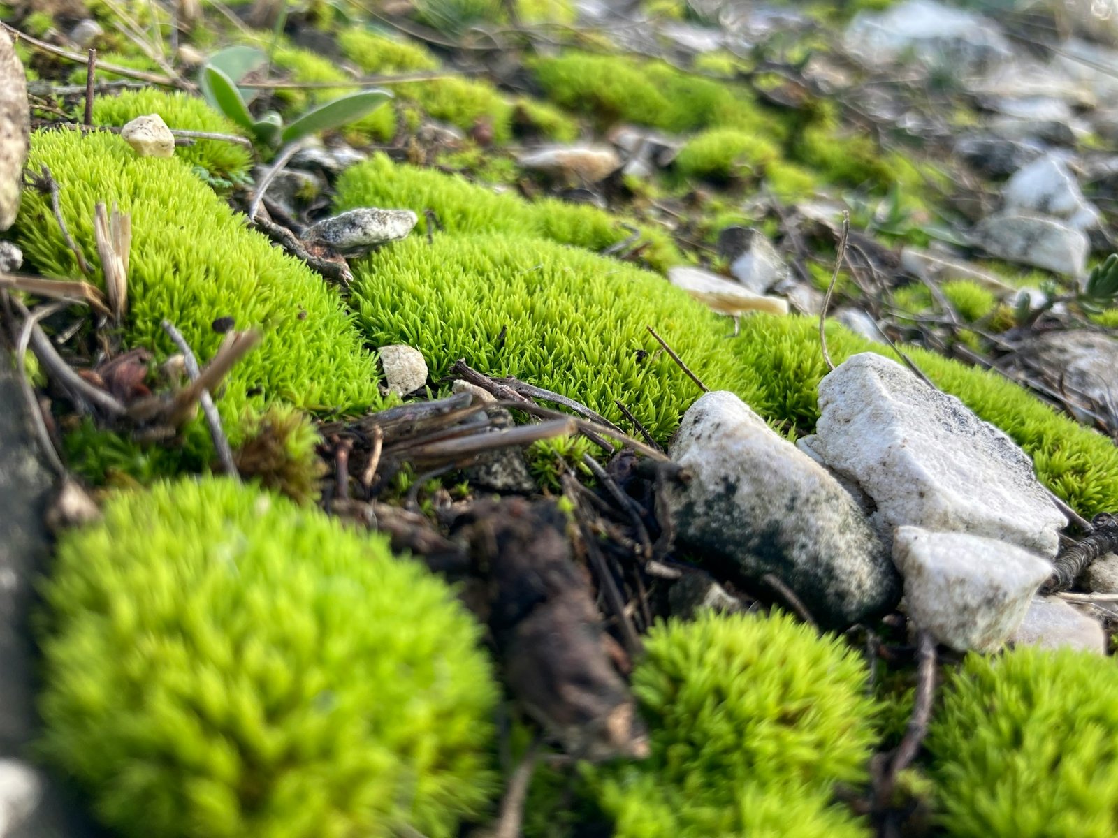 Moss Rock Sales