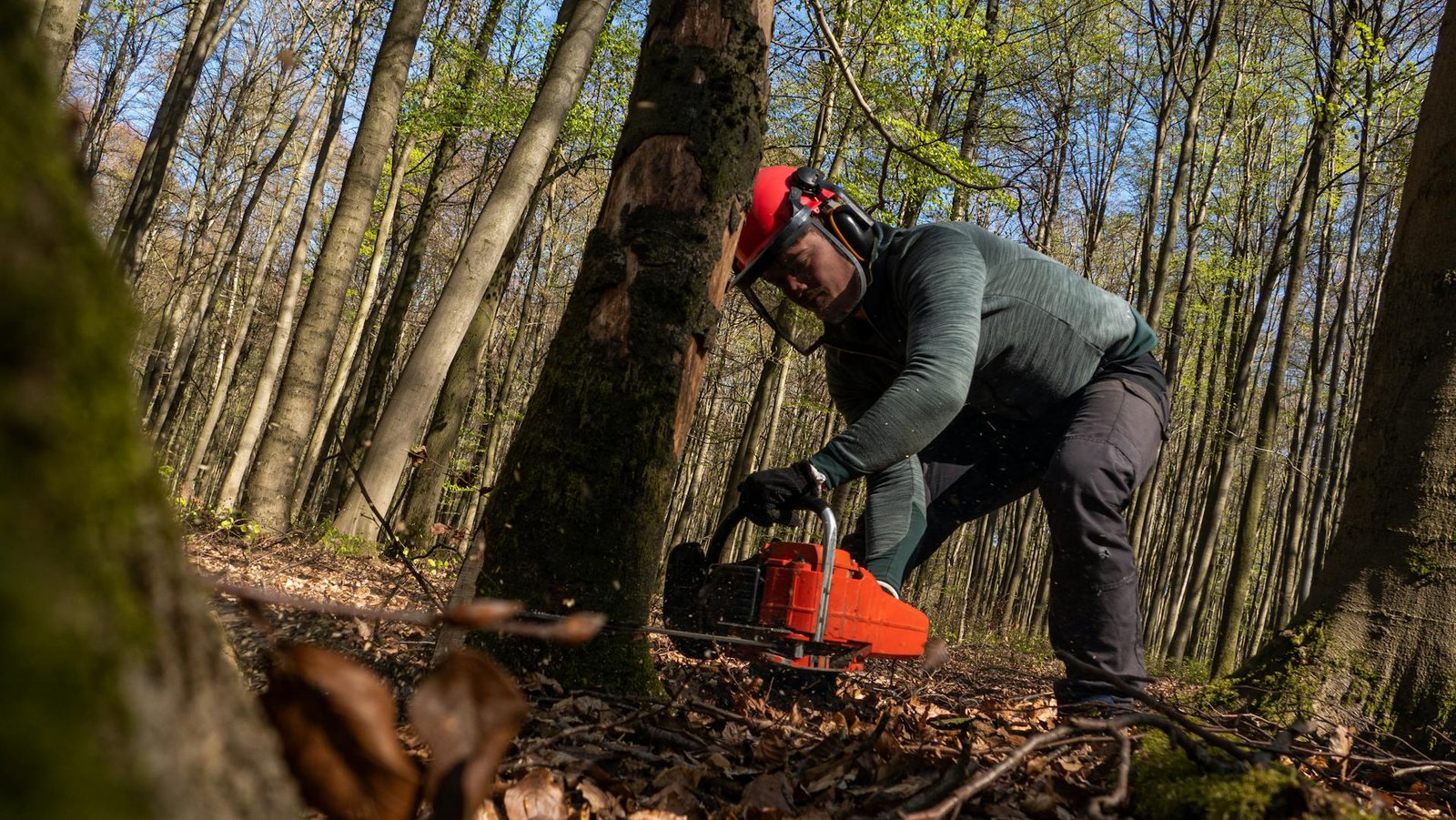 Tree Removal